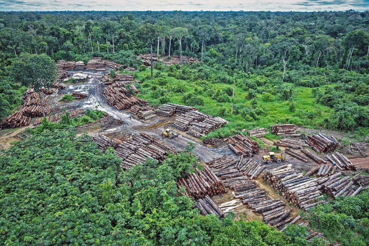Illegal logging on Pirititi indigenous Amazon lands with a repository of round logs on May 8, 2018 Felipe Werneck/Ibama via Flickr via AP (Creative Commons 2.0)